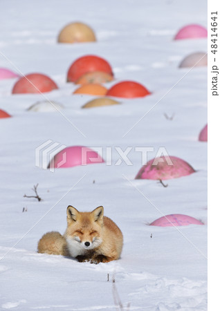 眠たそうなキタキツネ(北海道) 眠たそうなキタキツネ(北海道) 48414641