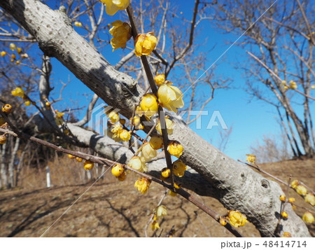 ロウバイ 48414714