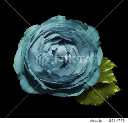 Turquoise flower roses black isolated background Turquoise flower roses black isolated background 48414776