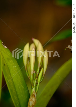 Orchid blooming  48415203