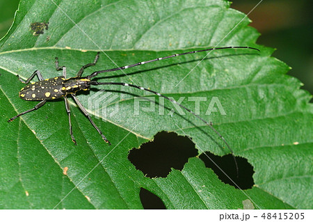 キボシカミキリ キボシカミキリ 48415205