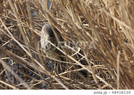 隠れるホシゴイ（ゴイサギの幼鳥） 48416130