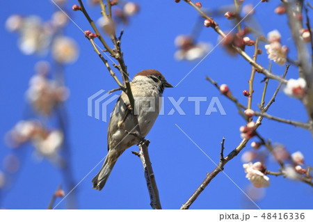 梅の枝にとまるスズメ　 48416336