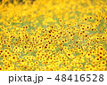 黄色の花畑 48416528