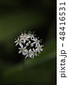 白い小さい花 48416531