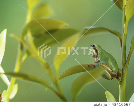 アマガエル 48416667