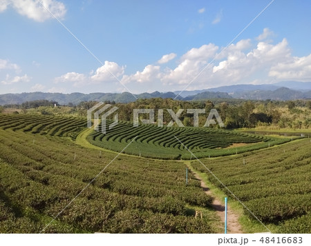 Beautiful tea plantation on the mountain 48416683