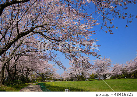 桜の公園 48416825