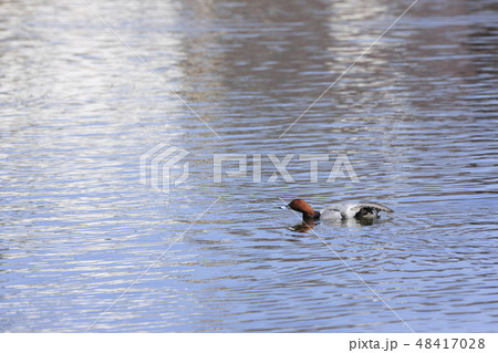 ホシハジロ 48417028