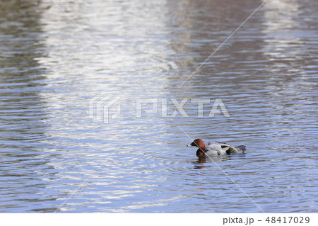 ホシハジロ ホシハジロ 48417029