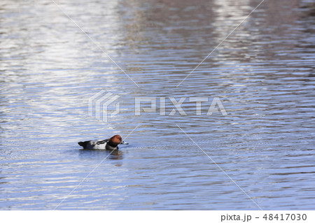 ホシハジロ ホシハジロ 48417030