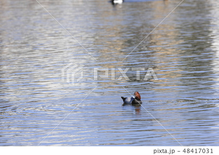 ホシハジロ ホシハジロ 48417031