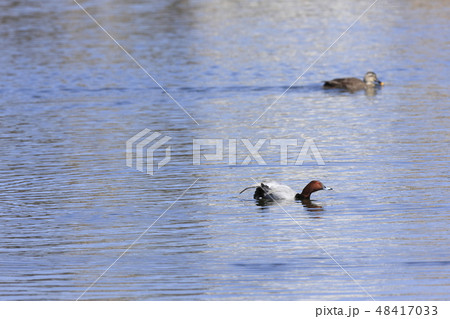 ホシハジロ ホシハジロ 48417033