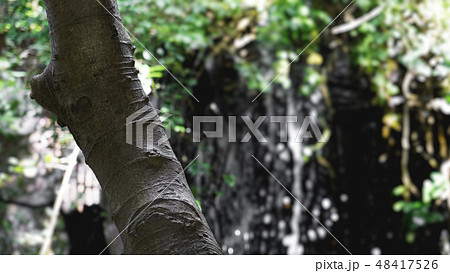 Rain in the tropical forest in jungle with waterfall 48417526
