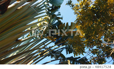 Tropical palm leaves, floral pattern background, real photo Tropical palm leaves, floral pattern background, real photo 48417528