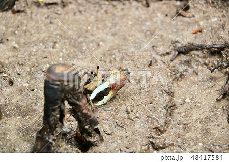 片手のカニ 48417584