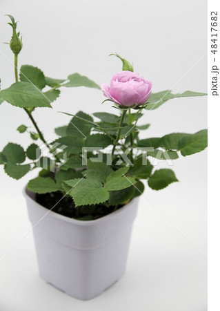 ミニバラ　ブルーローズ 48417682