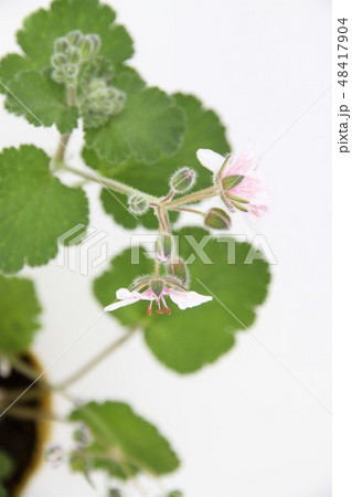 ペラルゴニフロラム ペラルゴニフロラム 48417904