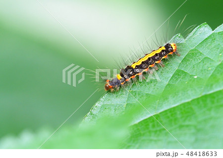 ゴマフリドクガの幼虫 48418633