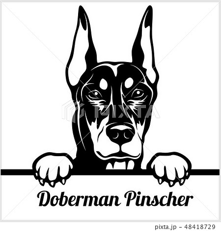 Doberman Pinscher Peeking Dogs Breed Face のイラスト素材