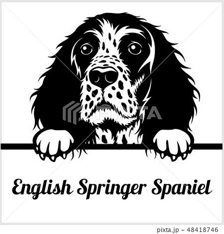 English Springer Spaniel - Peeking Dogs - - breed face head isolated on white 48418746