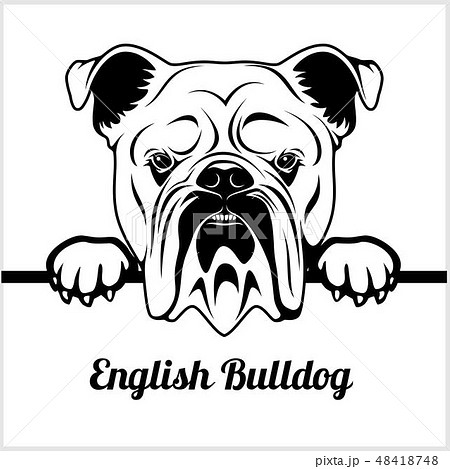 English Bulldog - Peeking Dogs - - breed face head isolated on white 48418748
