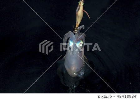 live Squid cuttlefish underwater being fished 48418934