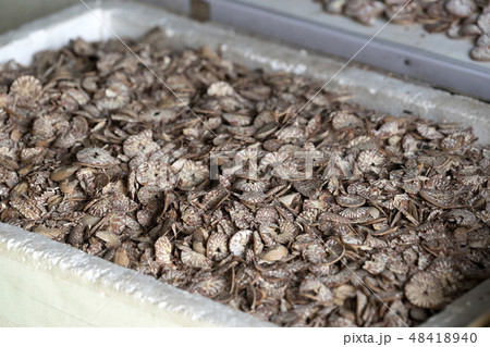 Betel seed made of cutted khat Betel seed made of cutted khat 48418940
