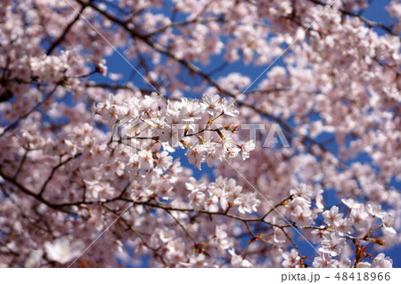 クマノザクラの花 クマノザクラの花 48418966
