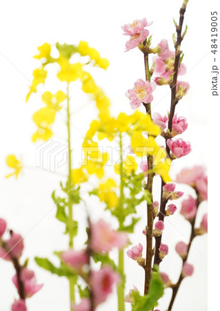 桃の節句（菜の花と桃） 48419005