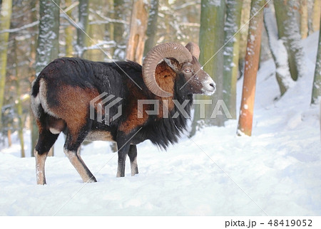Majestic mouflon Ovis musimon male in winter Majestic mouflon Ovis musimon male in winter 48419052