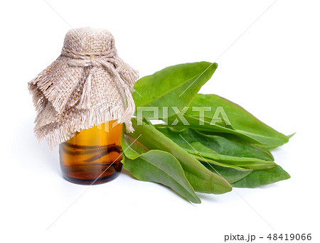 Common sorrel or garden sorrel, or Rumex acetosa 48419066