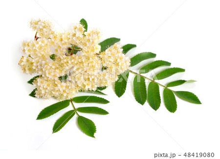 Sorbus aucuparia flowers isolated on white Sorbus aucuparia flowers isolated on white 48419080