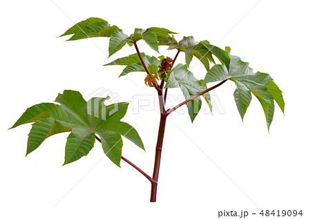 Ricinus communis, castorbean or castor-oil-plant 48419094