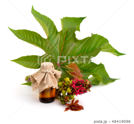 Ricinus communis, castorbean or castor-oil-plant 48419096