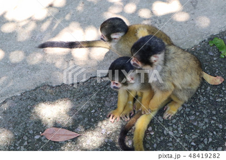 リスザル仲良しこよし 48419282