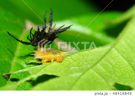 イチモンジカメノコハムシの幼虫 48419849