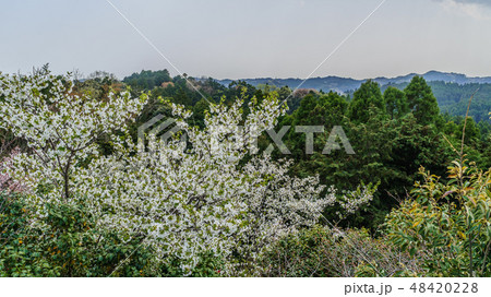 春の大多喜県民の森の展望台からみた風景 春の大多喜県民の森の展望台からみた風景 48420228