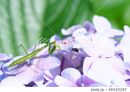 蠅を狙うカマキリ 48420287