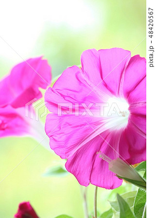 大輪アサガオ　ピンク色　自然背景　透過光 48420567
