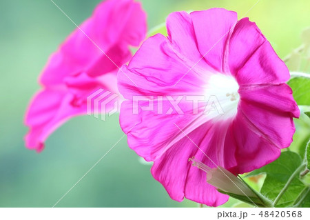 大輪アサガオ　ピンク色　自然背景　透過光 48420568