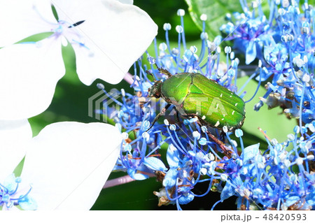 アオハナムグリとアジサイの花 48420593