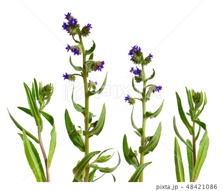 Anchusa officinalis Anchusa officinalis 48421086