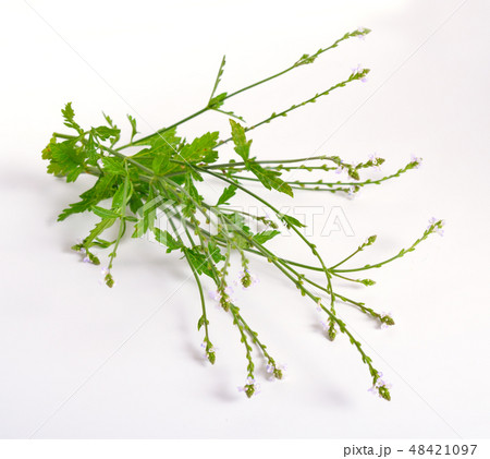Verbena officinalis 48421097
