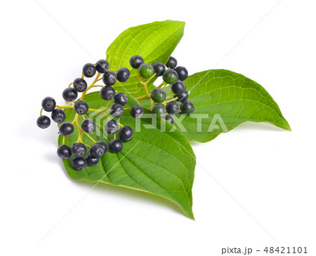 Swida or dogwood. Isolated on white background Swida or dogwood. Isolated on white background 48421101