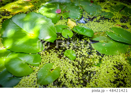 Nenuphar in water pond background 48421421