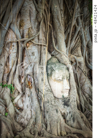 Buddha Head, Wat Mahathat, Ayutthaya, Thailand Buddha Head, Wat Mahathat, Ayutthaya, Thailand 48421424