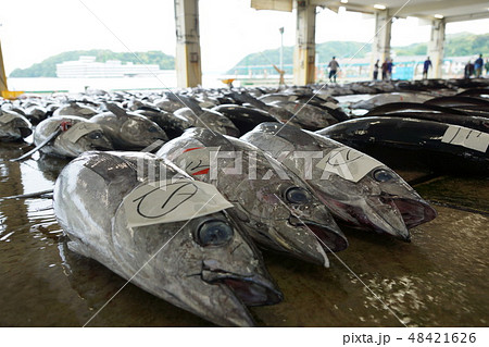 勝浦漁港市場の生マグロ 48421626