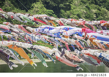 【泳げ鯉のぼり相模川】 48421828