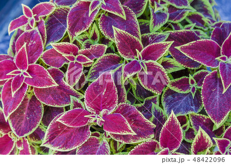 Red and green leaves of the coleus plant 48422096